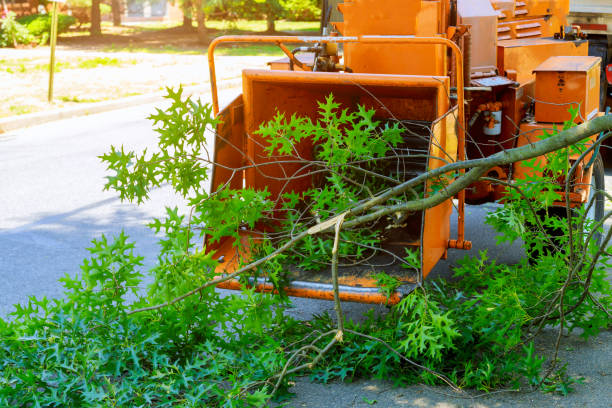 The Steps Involved in Our Tree Care Process in Rock Island, WA